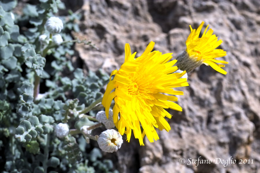 Sonchus masguindalii